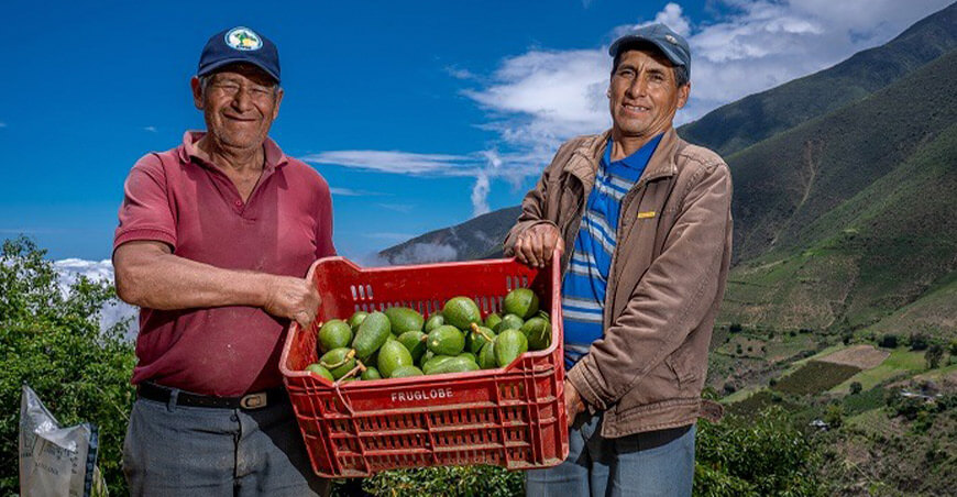 Productores del Valle Fortaleza conquistan Europa con 327 toneladas de palta Hass peruana