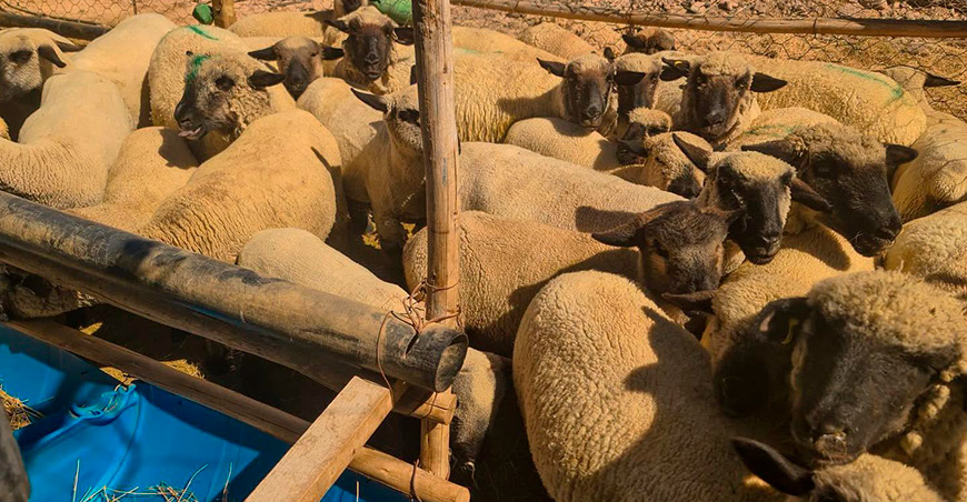 Buscan mejorar la calidad genética de ovinos con inseminación artificial en Ilabaya Tacna Perú
