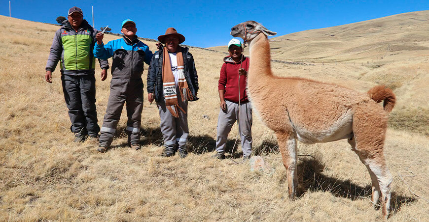 Inspección y seguimiento a llamas y alpacas machos mejora la genética de Espinar Cusco Perú