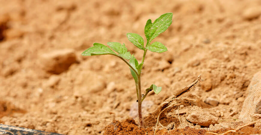 Realizan segundo trasplante de 1400 plantas de tomate en San Antonio Moquegua Perú