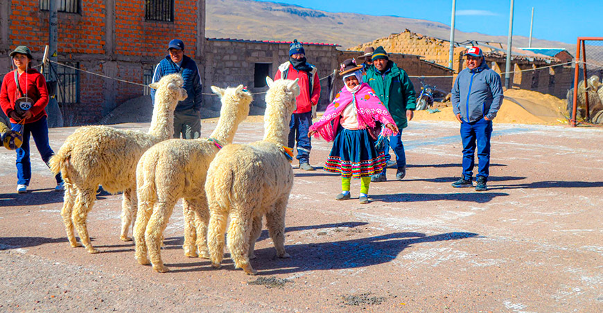 Productores de Huancarani y Carmen de Chaclaya comercializaron cerca de 200 alpacas Moquegua Perú