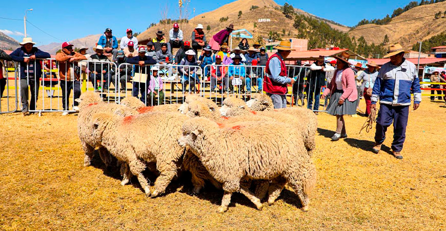 Primer remate regional al martillo Cusco Perú