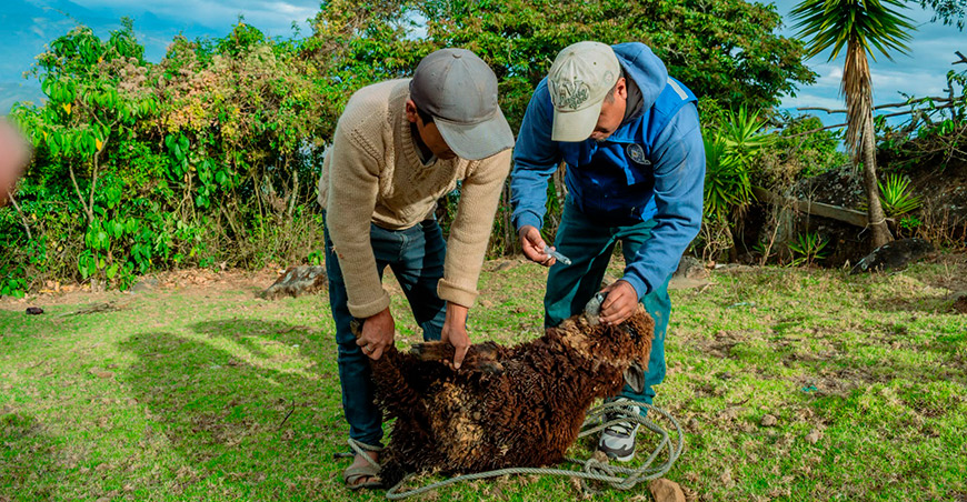 Mejoran sanidad de rebaños ovinos en Ayabaca con atención a 1800 animales Piura Perú