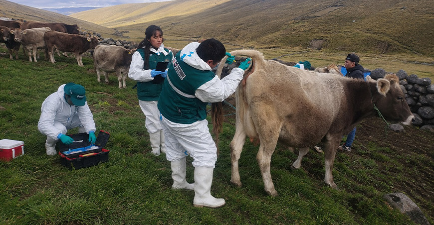 Senasa sanidad vacunos Perú