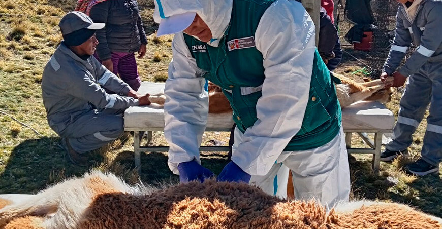 Senasa evaluó a 64 151 vicuñas durante chaccus oficiales en 11 regiones del Perú