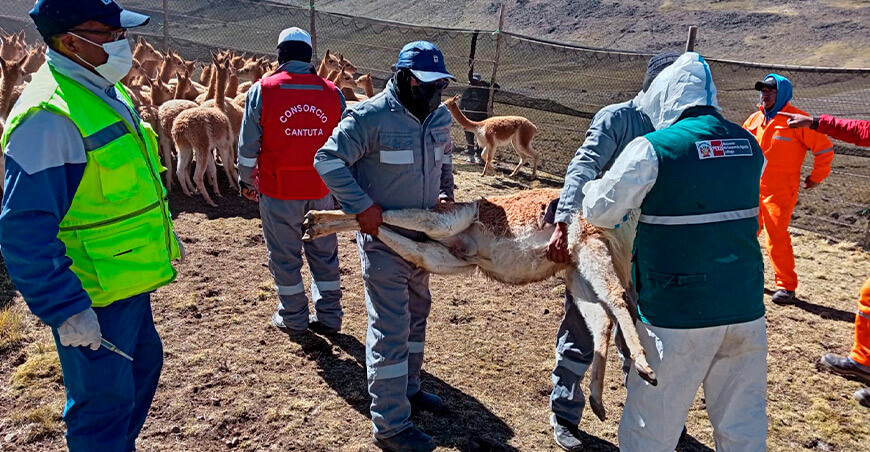 Senasa evaluó a 64 151 vicuñas durante chaccus oficiales en 11 regiones del Perú
