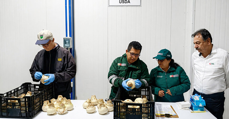 Senasa supervisa primer envío de bulbos de amaryllis encerados a EE. UU. bajo sistema de preembarque fitosanitario