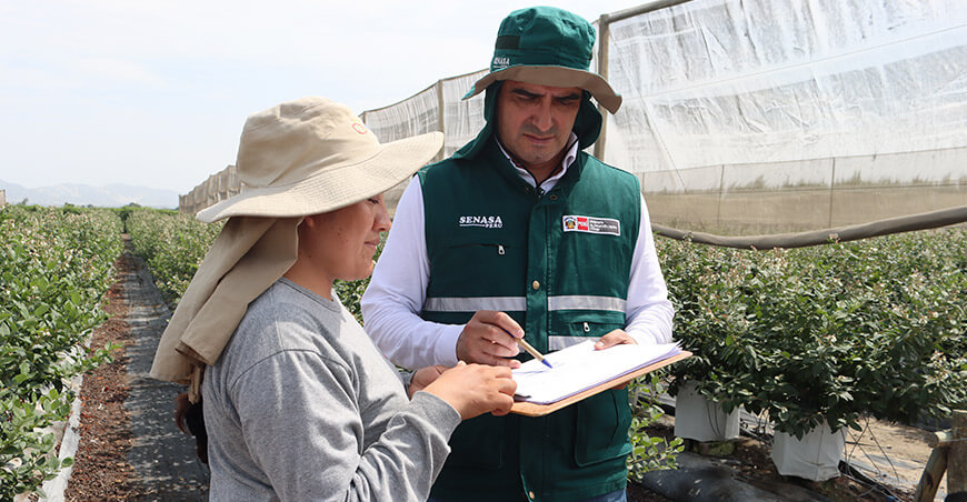 Perú abre el mercado de Egipto para el arándano peruano