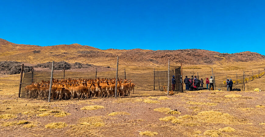Serfor acompañó a comunidades en tres chaccus sanitarios para proteger a las vicuñas Huancavelica Perú