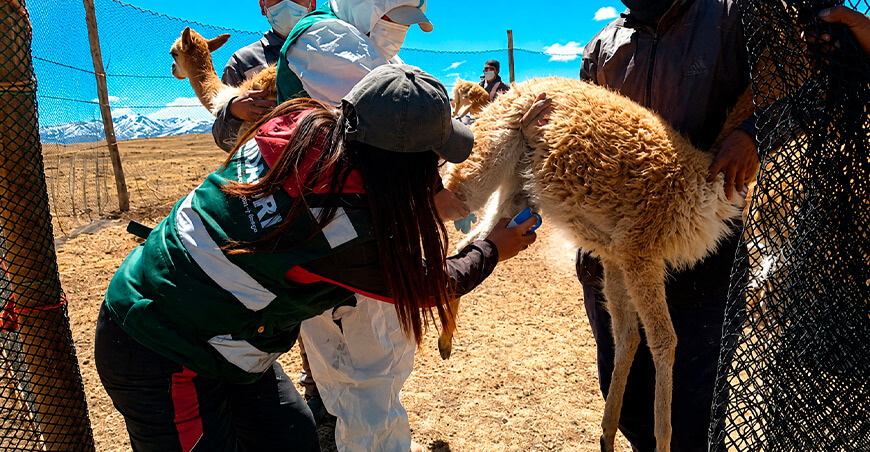 Serfor acompañó a comunidades en tres chaccus sanitarios para proteger a las vicuñas Huancavelica Perú
