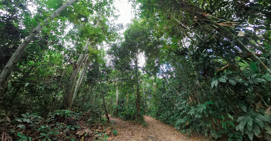Serfor y Profonanpe desarrollarán proyectos a favor de los bosques y la fauna silvestre