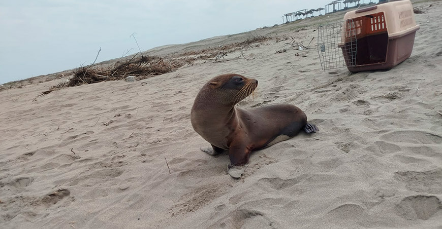 Ecuador, Chile y Perú coordinan acciones frente al impacto de El Niño en la fauna silvestre marina