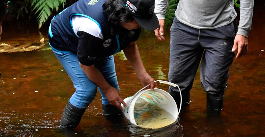 Siembran alevines de trucha para recuperar poblaciones en ríos de Bongará Amazonas Perú