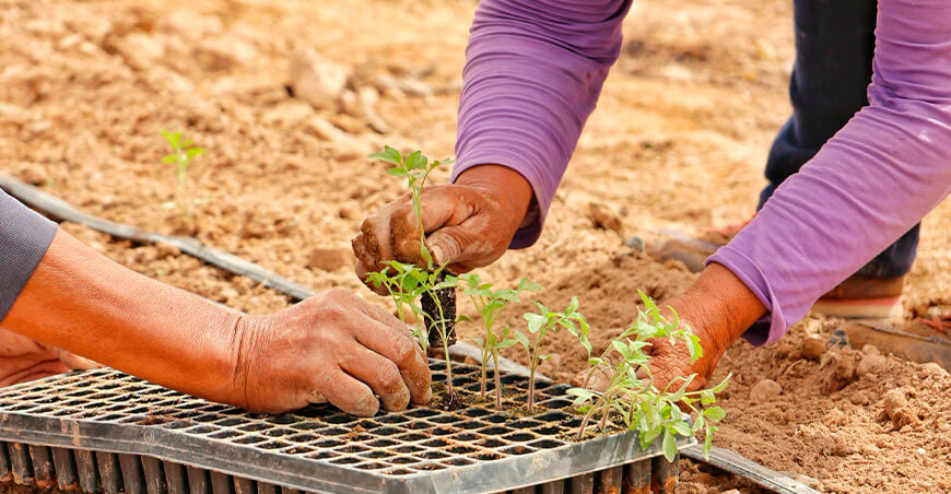 Realizan segundo trasplante de 1400 plantas de tomate en San Antonio Moquegua Perú