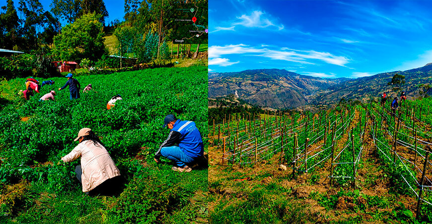 Productores de Huancabamba aplican técnica de tutorado en cultivo de arveja Piura Perú