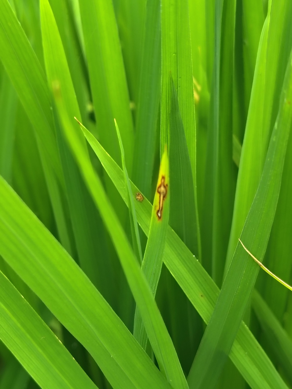 UNALM desarrolla herramientas de IA para predecir el rendimiento y detectar enfermedades en arrozales