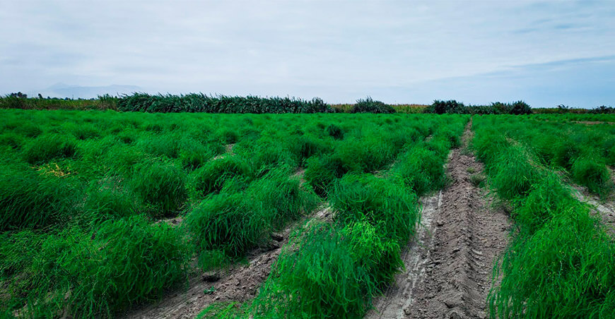 UNTRM y Bee Natural avanzan en investigación aplicada para la agroexportación en uvas y espárragos Perú 