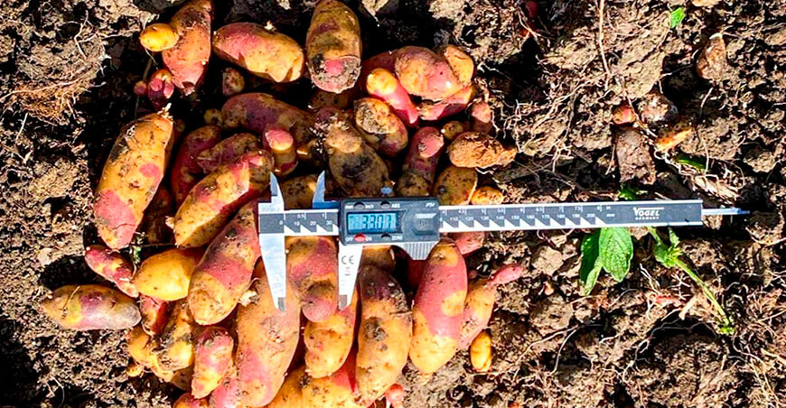 UNTRM avanza en la investigación de papa nativa con ensayos multiambientales en Amazonas Perú