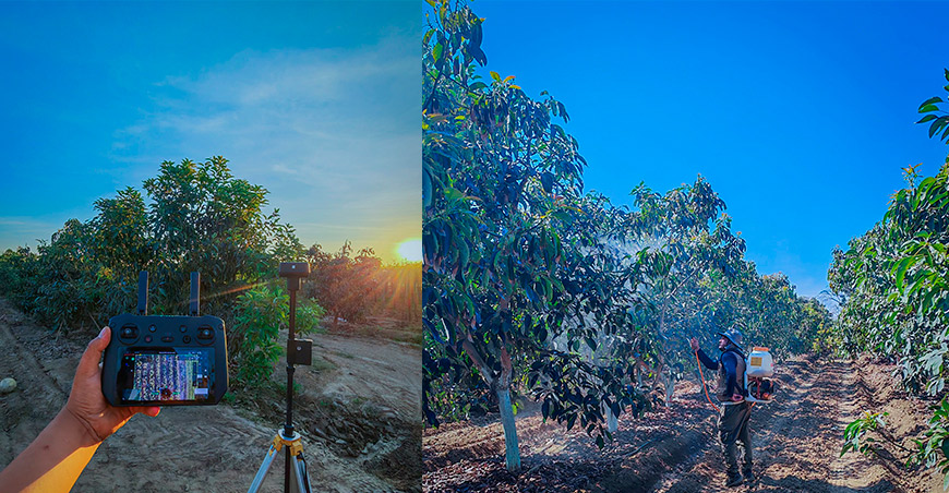 UNTRM instala parcelas experimentales en Ica y Lima para desarrollar una palta más sostenible