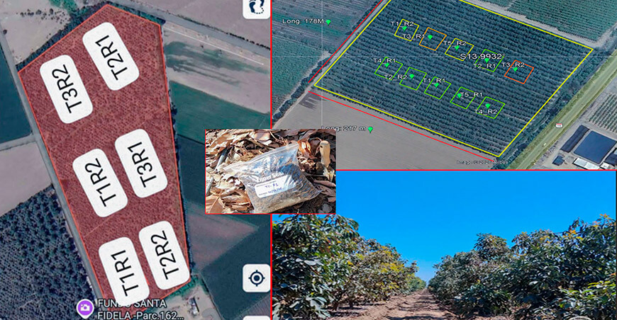 UNTRM instala parcelas experimentales en Ica y Lima para desarrollar una palta más sostenible
