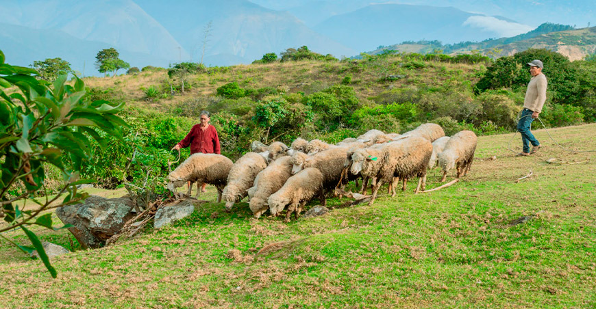 Mejoran sanidad de rebaños ovinos en Ayabaca con atención a 1800 animales Piura Perú