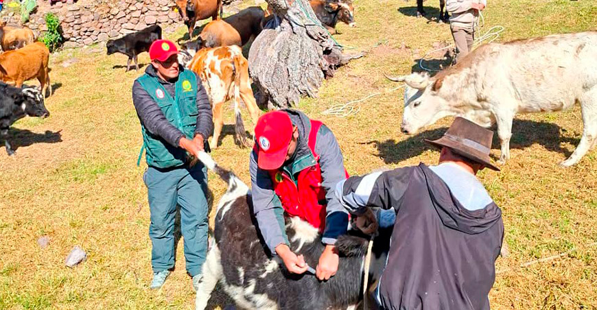 Avanza campaña de sanidad animal en Vilcas Huamán Ayacucho Perú