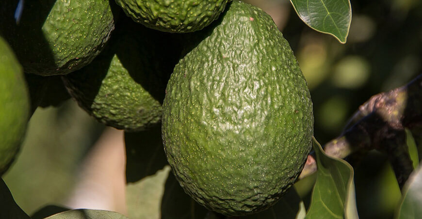 Productores de Áncash comercializan 54.66 toneladas de palta Hass a la agroindustria