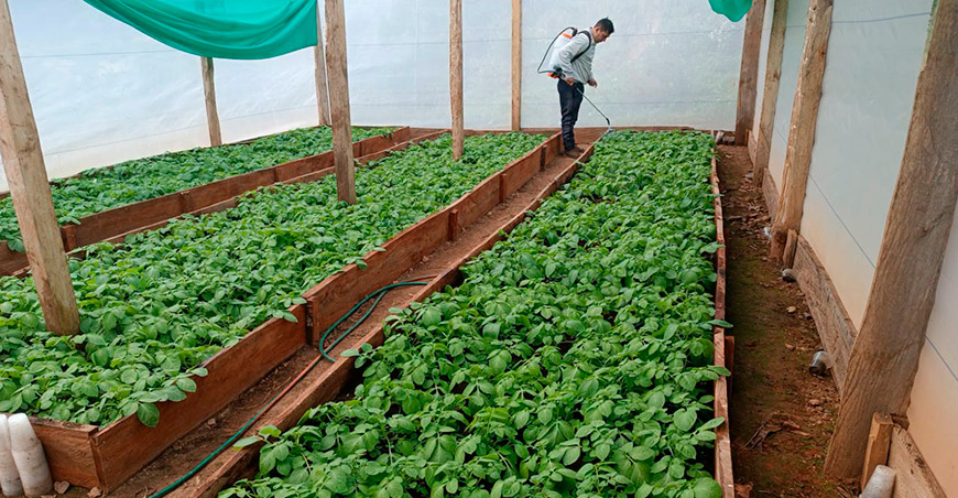 Continúa la instalación de plántulas de papa INIA 323-Huayro Amazonense Amazonas Perú