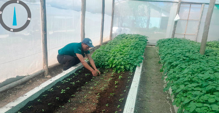 Continúa la instalación de plántulas de papa INIA 323-Huayro Amazonense Amazonas Perú