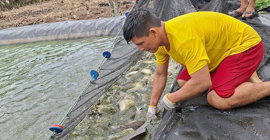 Acuicultores de Puinahua peces amazónicos pacotanas Loreto Perú
