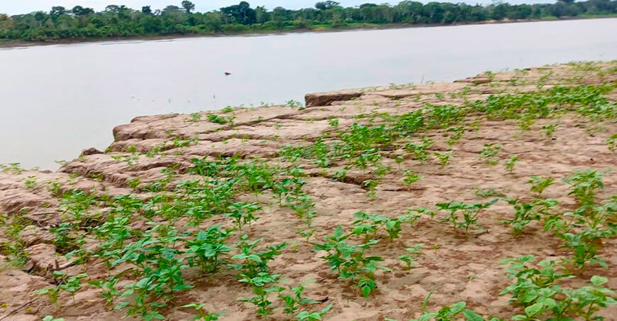 agricultura en zonas inundables Loreto IIAP Perú