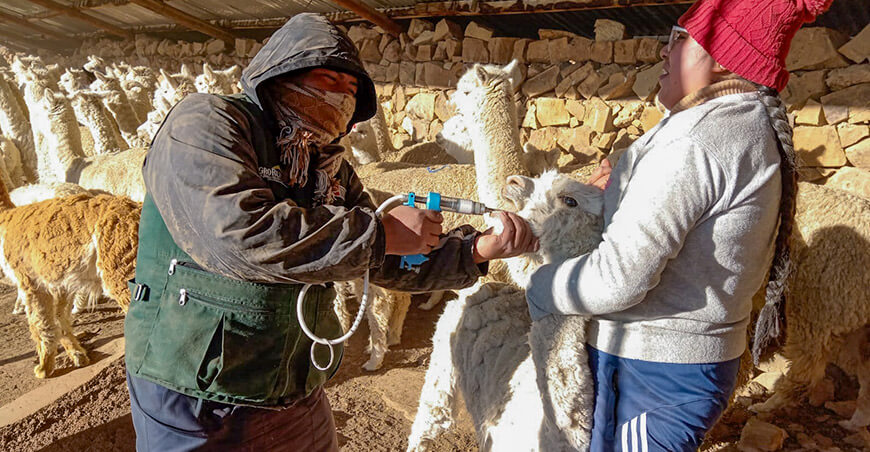 Culminan entrega y aplicación de kits veterinarios para proteger a más de 1,7 millones de ovinos y camélidos Perú Agro Rural