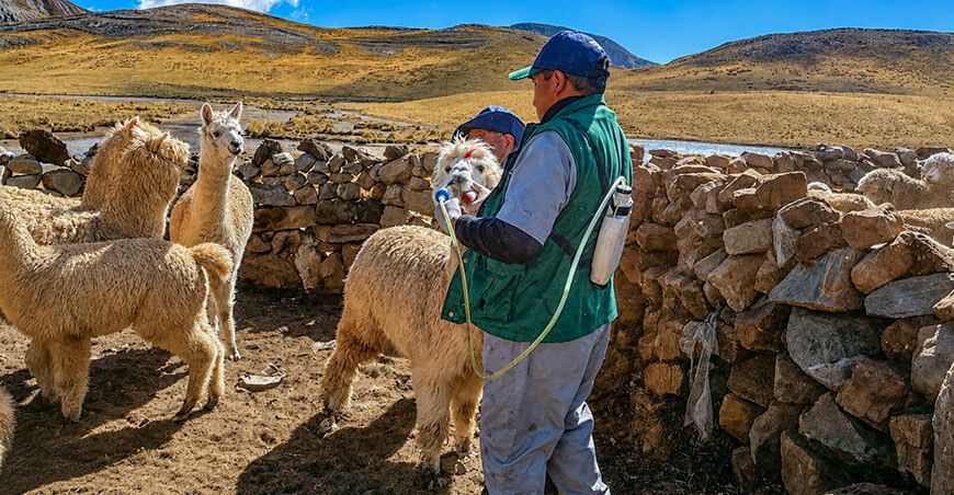 Culminan entrega y aplicación de kits veterinarios para proteger a más de 1,7 millones de ovinos y camélidos Perú Agro Rural