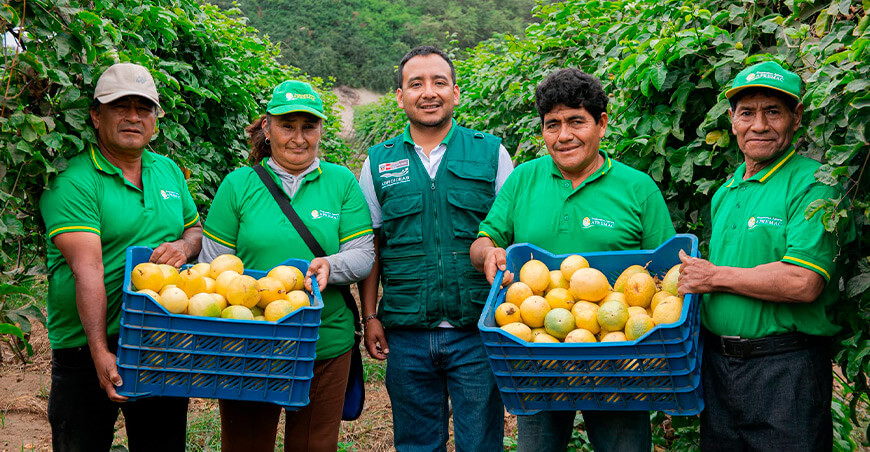 organizaciones agrarias accedieron al incentivo de Asociatividad de Agroideas