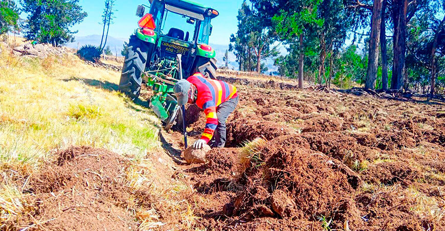 ganaderos alistan hectáreas para instalar pastos y forrajes en Parinacochas Ayacucho Perú