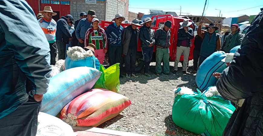 Fibra de alpaca pierde valor y preocupa a productores de Conduriri Puno Perú