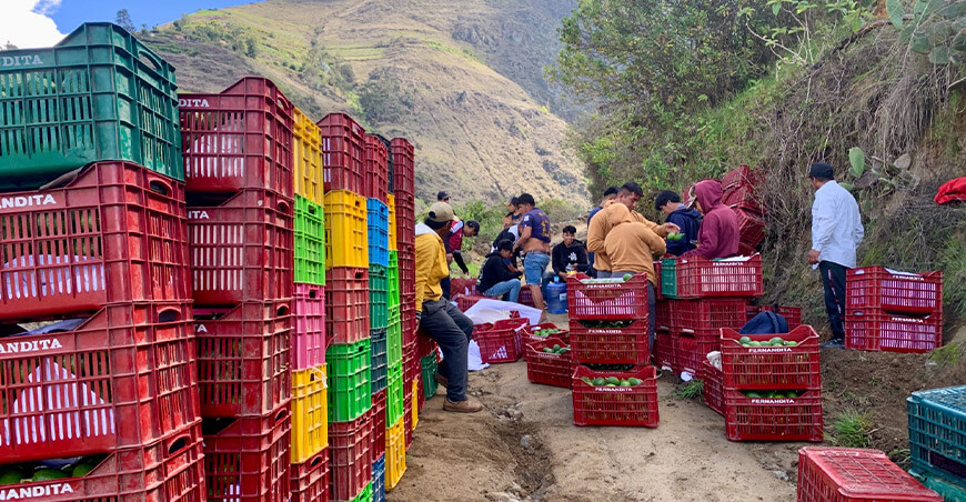 Áncash se mantiene como la principal región exportadora de palta orgánica del Perú