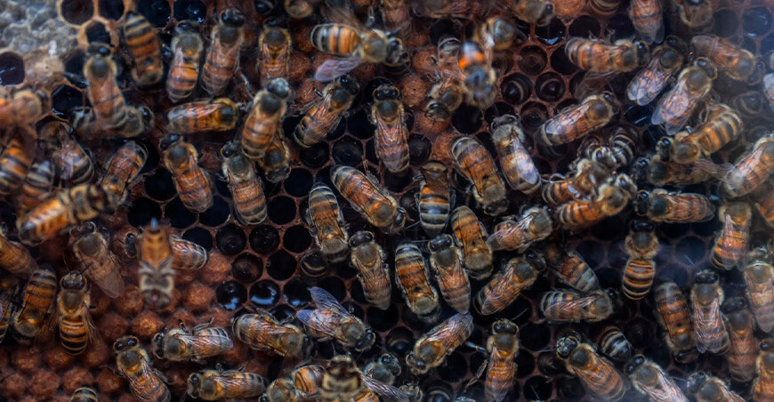 apicultura colmenas de abejas Perú