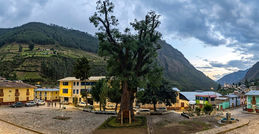 Declaran árbol patrimonial a cedro de 400 años ubicado en Lucre Ayamaraes Apurímac Perú Serfor