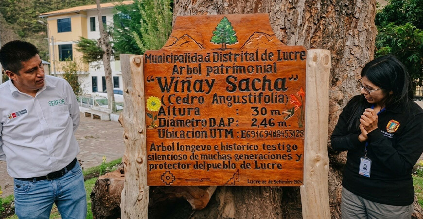Declaran árbol patrimonial a cedro de 400 años ubicado en Lucre Ayamaraes Apurímac Perú Serfor
