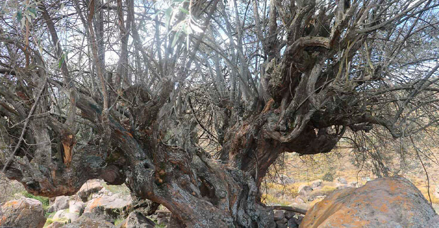 Condesuyos suma nuevos árboles patrimoniales de quishuar Arequipa Perú Serfor