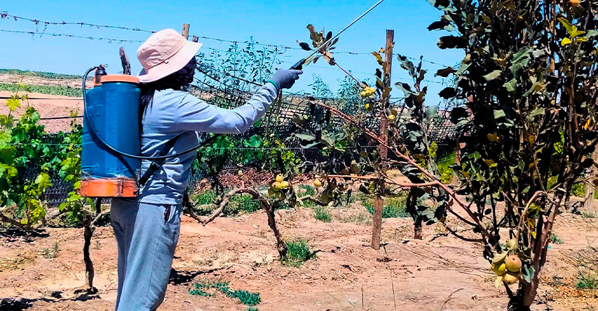 Arequipa intensifica prevención y control de la mosca de la fruta