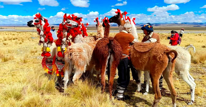 II Caminata Turística Nacional por la Ruta del Arriero Huaychino recuperará una antigua vía de intercambio entre Pasco y Huaral Perú llamas