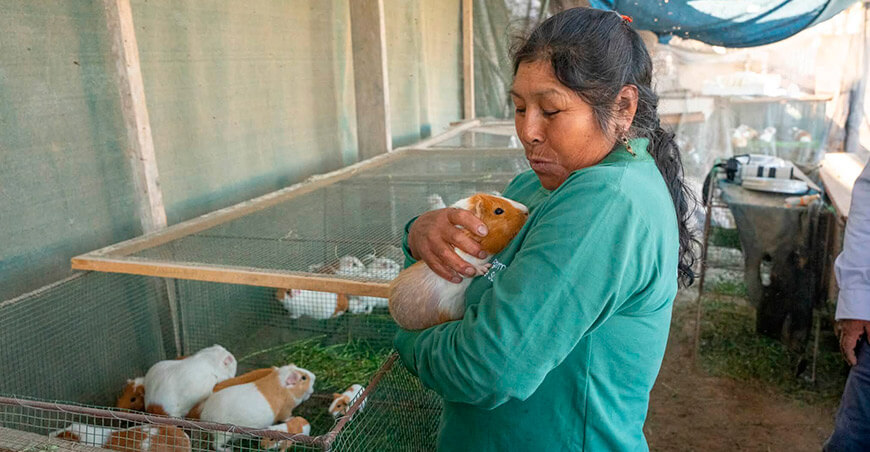 Procompite Moquegua impulsa crianza tecnificada de cuyes de la Asociación de Criadores de Cuyes San Isidro Perú