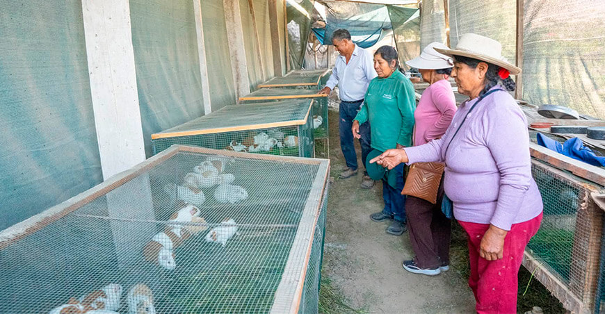 Procompite Moquegua impulsa crianza tecnificada de cuyes de la Asociación de Criadores de Cuyes San Isidro Perú