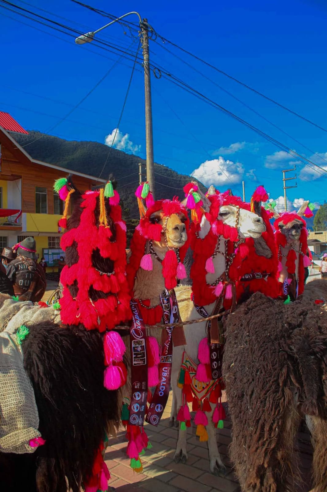 II Caminata Turística Nacional por la Ruta del Arriero Huaychino recuperará una antigua vía de intercambio entre Pasco y Huaral Perú llamas