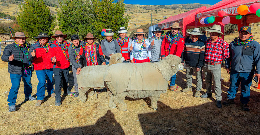 Procompite entrega ovinos y equipos para la crianza en Cancaupaata Challhuahuacho Apurímac Perú