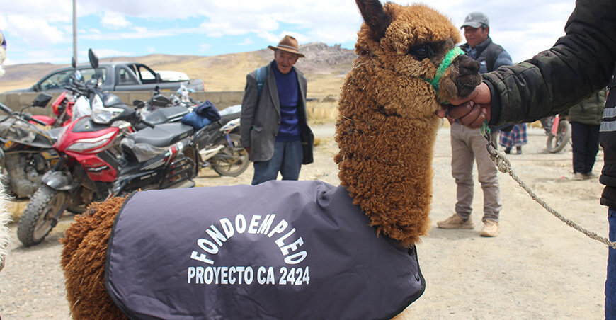 CITEtextil Camélidos Puno entregaron 1000 chalecos térmicos a 200 productores alpaqueros de Cojata Puno Perú