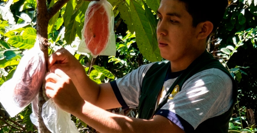 Investigadores desarrollan método ecológico para combatir la polilla en el cacao Perú