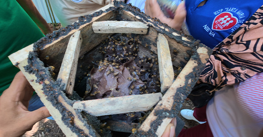 Abejas nativas abren nuevas oportunidades para familias de comunidad nativa de Ebrón Meliponario Kurikam Amazonas ´Perú Devida